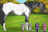 Horse Color:Blue Roan Appaloosa 