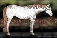 Horse Color:Liver Chestnut Ice Frame 