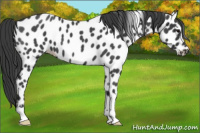 Horse Color:Blue Roan Appaloosa