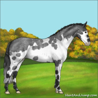 Horse Color:Blue Roan Splash 