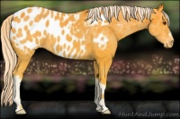 Horse Color:Palomino Appaloosa 