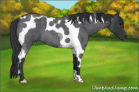 Horse Color:Blue Roan Tobiano 