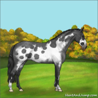 Horse Color:Blue Roan Frame 