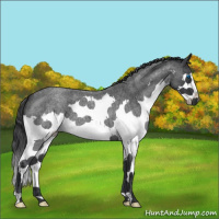 Horse Color:Blue Roan Splash
