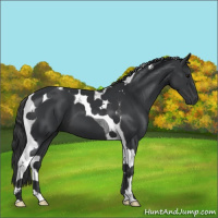 Horse Color:Black Tobiano 