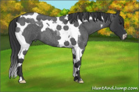 Horse Color:Blue Roan Tobiano 