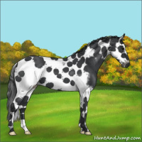 Horse Color:Blue Roan Splash Tobiano Frame 