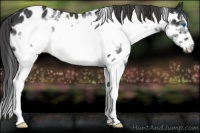 Horse Color:White Spotted Black Splash Frame Appaloosa 