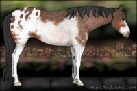 Horse Color:White Spotted Bay Frame Appaloosa 