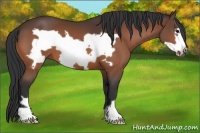 Horse Color:Bay Frame