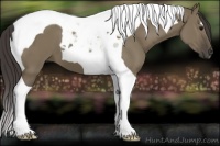 Horse Color:Smoky Grullo Tobiano