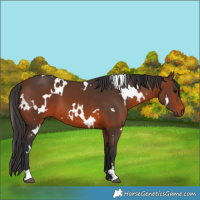Horse Color:White Spotted Brown 