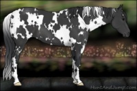 Horse Color:White Spotted Black