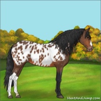 Horse Color:Bay Appaloosa 