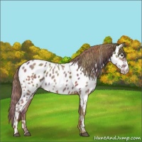 Horse Color:Nacre Red Roan Appaloosa 