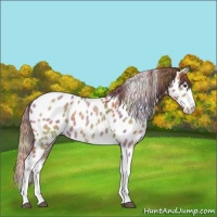 Horse Color:Nacre Red Dun Splash Appaloosa 