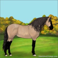 Horse Color:Void Amber Champagne Splash