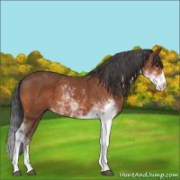Horse Color:Bay Sabino 