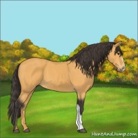 Horse Color:Buckskin 