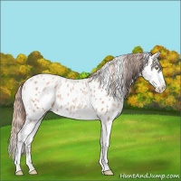 Horse Color:Amber Champagne Appaloosa  and Gold Champagne Splash Appaloosa 