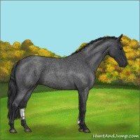 Horse Color:Blue Roan 