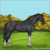 Horse Color:Blue Roan Tobiano 
