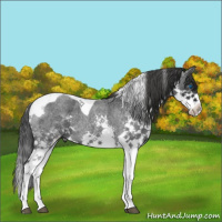 Horse Color:Blue Roan Splash Tobiano 