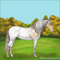 Horse Color:Sable Cream Champagne Sabino Blanket 