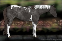 Horse Color:Liver Chestnut Tobiano 