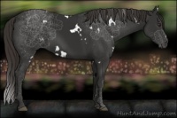 Horse Color:White Spotted Liver Chestnut 