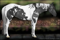 Horse Color:White Spotted Liver Chestnut Tobiano 
