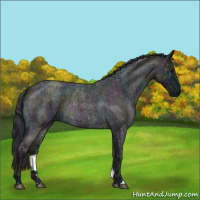 Horse Color:Midnight Blue Ice Roan Rabicano 