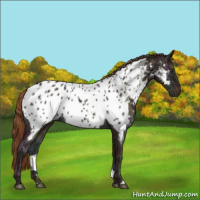 Horse Color:Midnight Red Ice Roan Near Leopard Rabicano