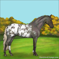 Horse Color:Midnight Palomino Ice Roan Blanket Rabicano 