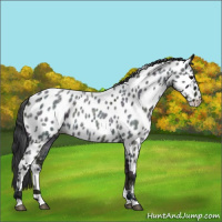 Horse Color:Midnight Blue Ice Roan Near Leopard Rabicano 