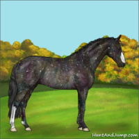 Horse Color:Midnight Bay Ice Appaloosa Rabicano