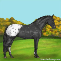 Horse Color:Blue Roan Blanket Rabicano 
