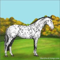 Horse Color:Blue Roan Splash Appaloosa Rabicano