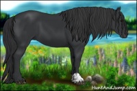 Horse Color:Black and Black