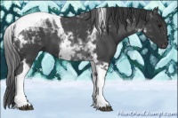 Horse Color:Blue Roan Tobiano 