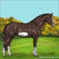 Horse Color:Liver Chestnut Splash Frame Rabicano