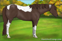 Horse Color:Liver Chestnut Tobiano 
