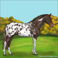 Horse Color:Liver Chestnut Tobiano Appaloosa 