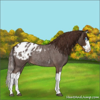 Horse Color:Liver Red Roan Splash Appaloosa Rabicano