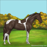 Horse Color:Liver Chestnut Tobiano 