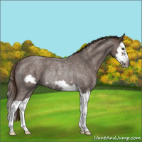 Horse Color:Liver Red Roan Splash Frame Rabicano 