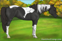 Horse Color:Liver Chestnut Tobiano 