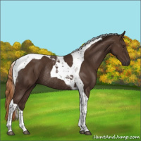 Horse Color:Liver Chestnut Tobiano Rabicano 