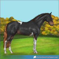 Horse Color:Liver Chestnut Tobiano 