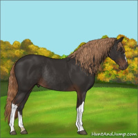 Horse Color:Liver Chestnut Rabicano